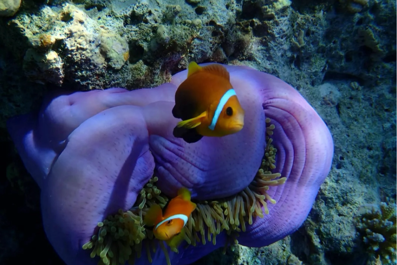 Maldive 2
